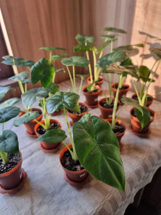 Продам Алоказии Калидора