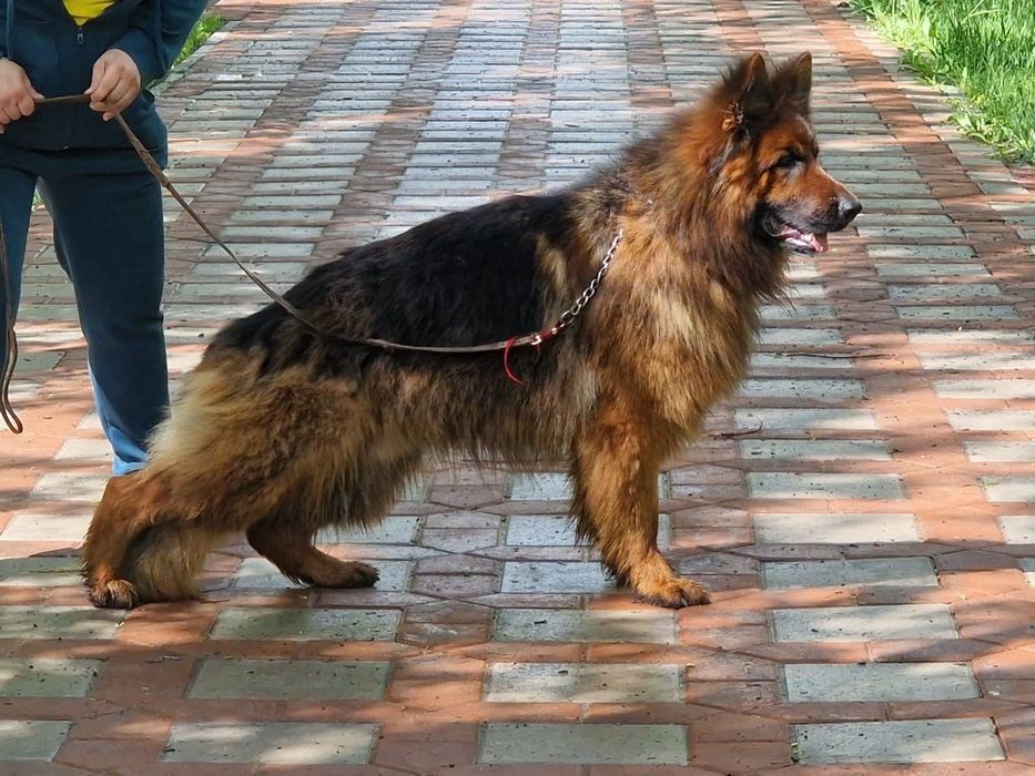 Предлагается для вязки.