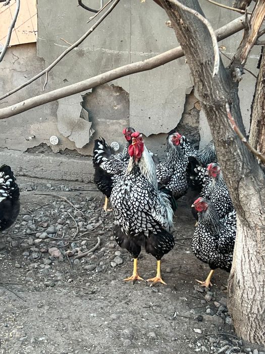 Виандот серебро цыплята инкубационное яйцо