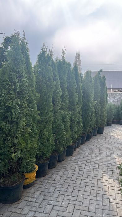 Туя смарагд дерево