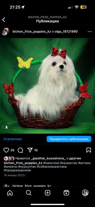 Гипоаллергенная порода Мальтезе