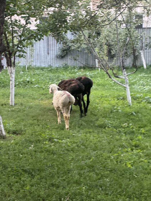Қойлар сатылады жас қойлар