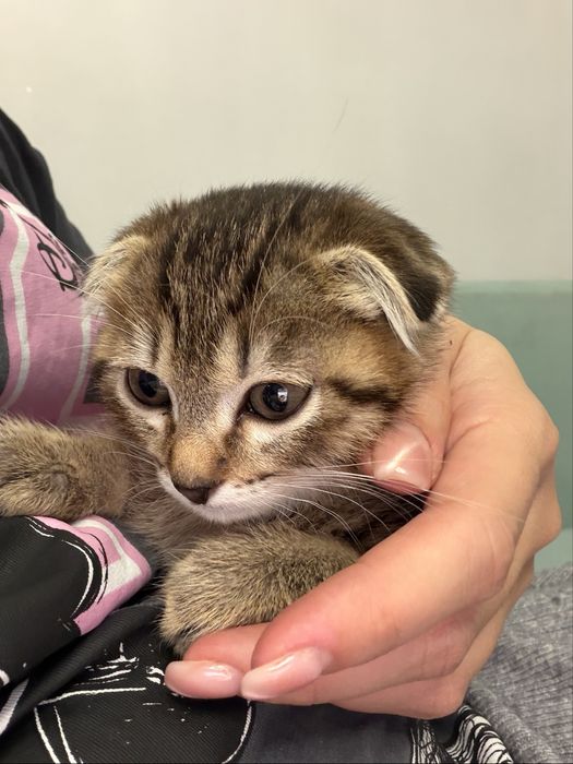 котенок вислоухи