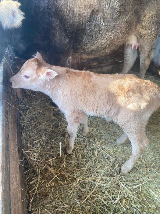 Продам корову с теленком