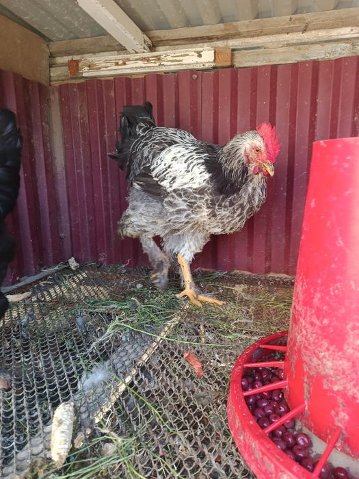 Xo'roz sotiladi Brama