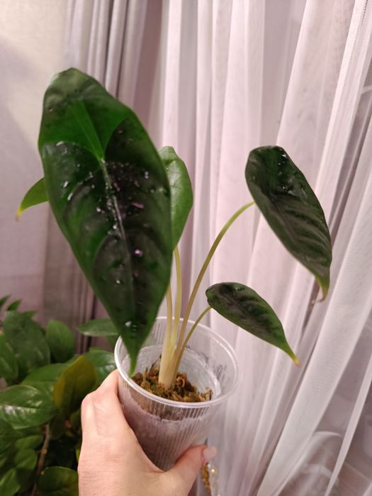 Большой выбор цветов .