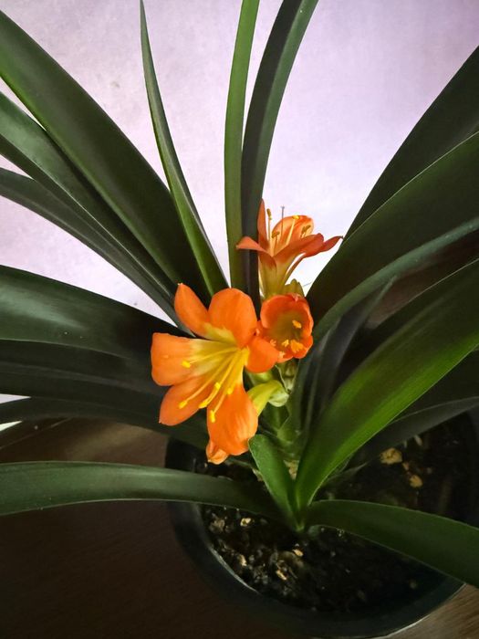 Домашние цветы .