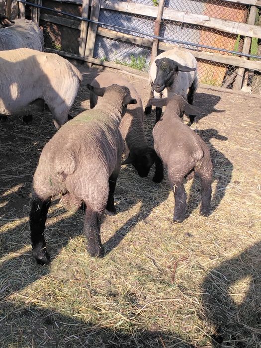 De vânzare doi berbecuți suffolk