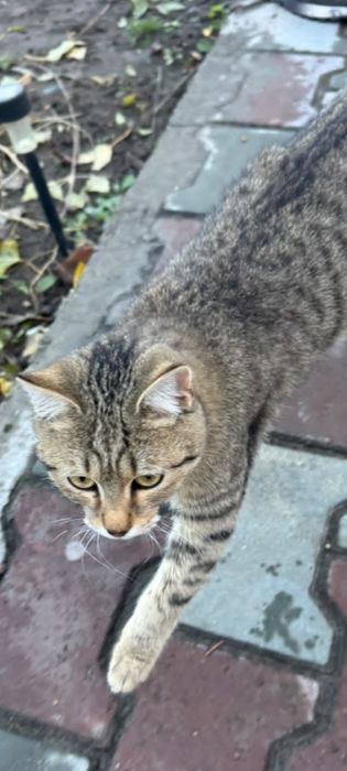Котята мальчики подростки