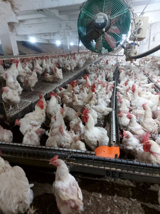 Vând gǎini de carne en gross