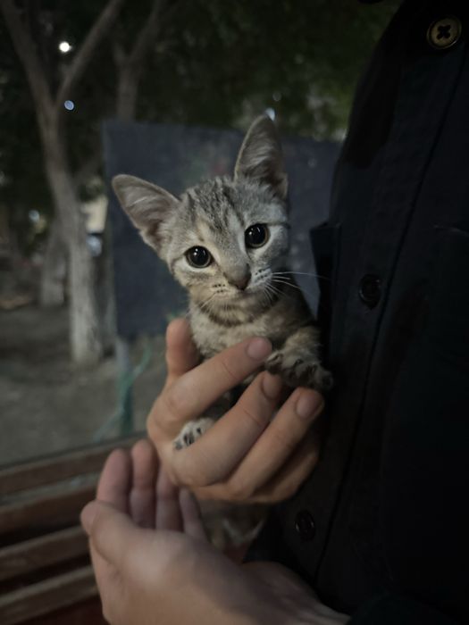 В добрые руки котенок
