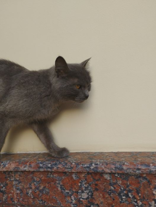 Mushuk sotiladi britanskiy juda aqlli toza qon