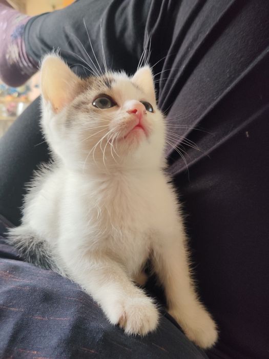 Кошки бесплатно, в Каскелене находимся