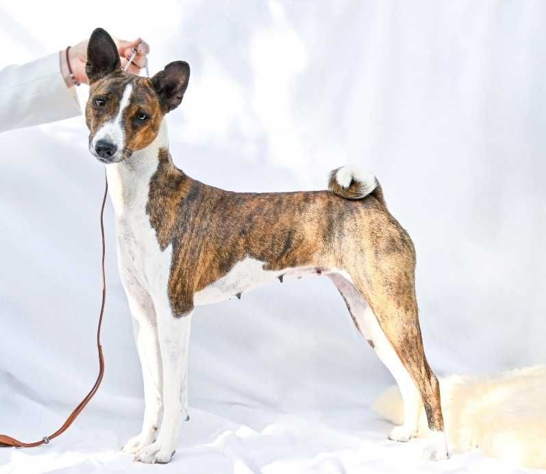 Basenji 3 ani, female,