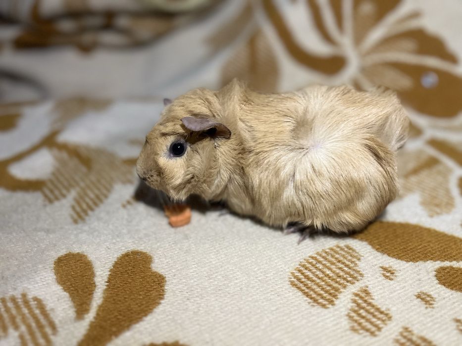 Porcușoare de guinea