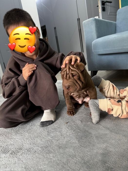 Продам китайского шарпея