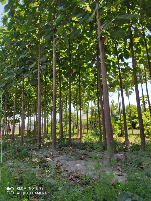 Paloniya daraxtlari koʻchati sotiladi.yosh daraxtlar hali etilmagan