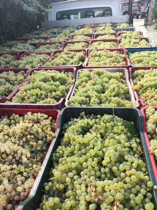 Vând Struguri de vin