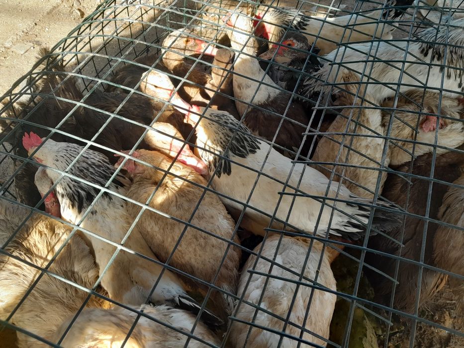 Продам курей гусей и уток