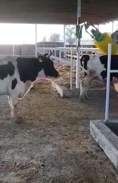 Щетка чесалка для Коров