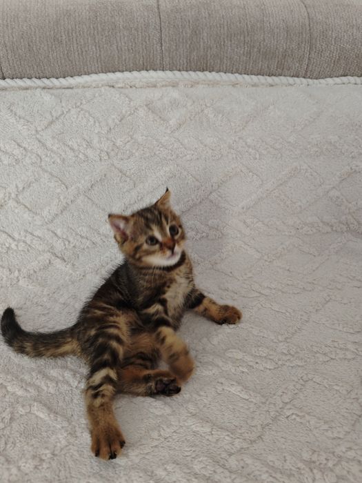 Отдам в хорошие руки  котят