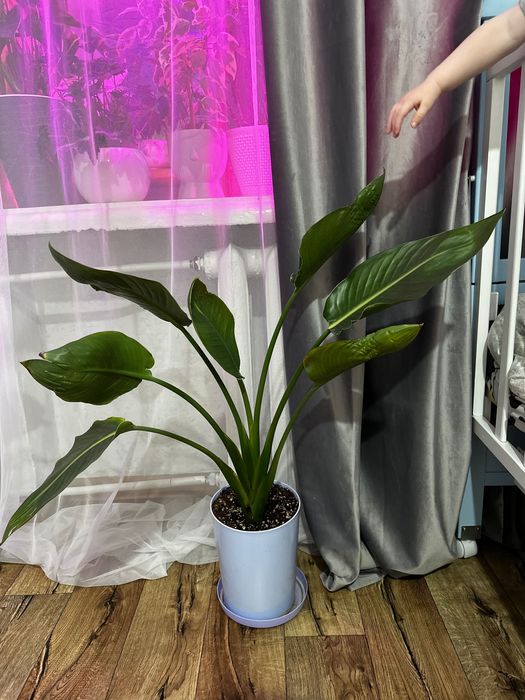 Стрелеция Николая