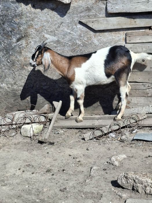 Vând edute anglo nubiena și o capra