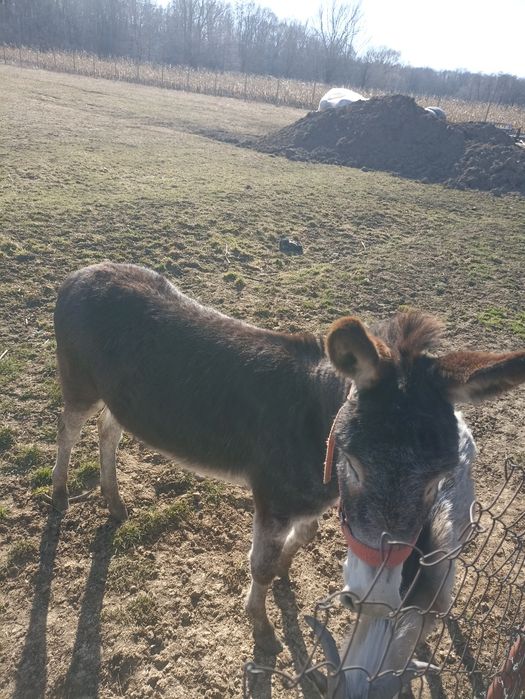 Vând măgăriță, în vârstă de doi ani.”