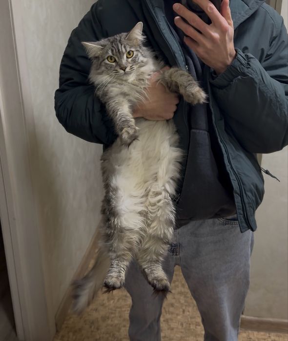 Кот в добрые руки бесплатно