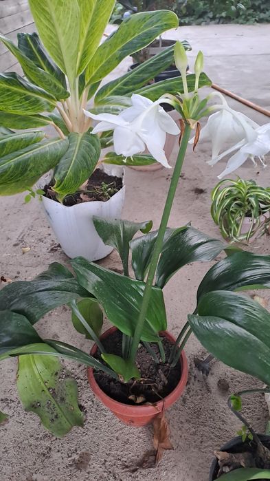 Домашний цветок, үй гүлдері