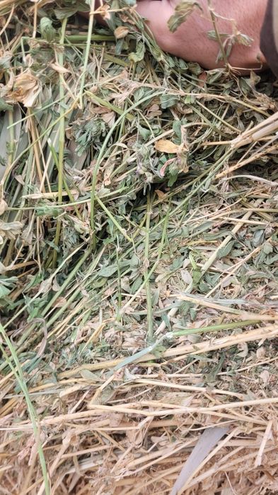 Сена люцерна в рулонах