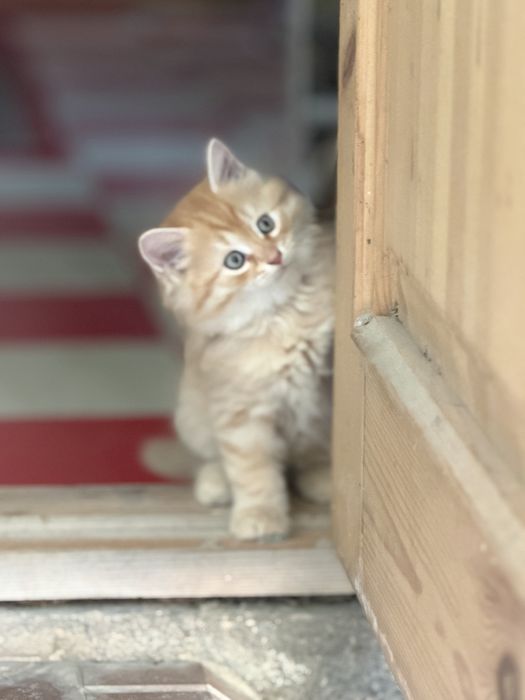 Отдам милых котят в самые добрые и заботливые руки!