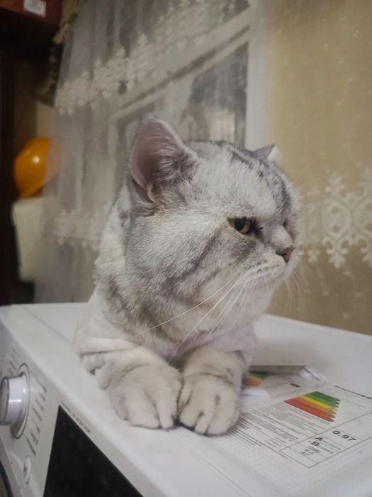 Sotiladi – British Shorthair mushuk, 1 yosh