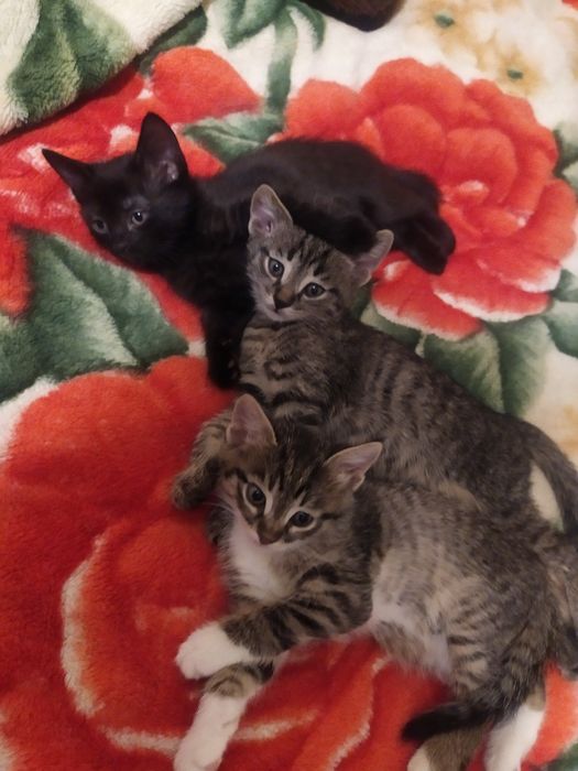 Бесплатно отдаю котят