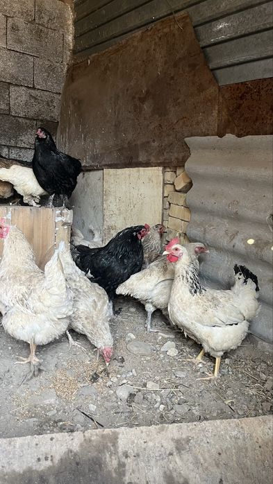 Куры тауык несушки