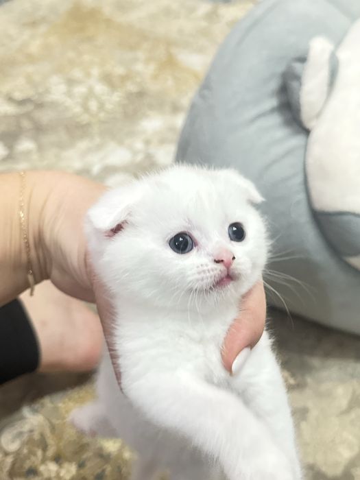 Миленькие котята