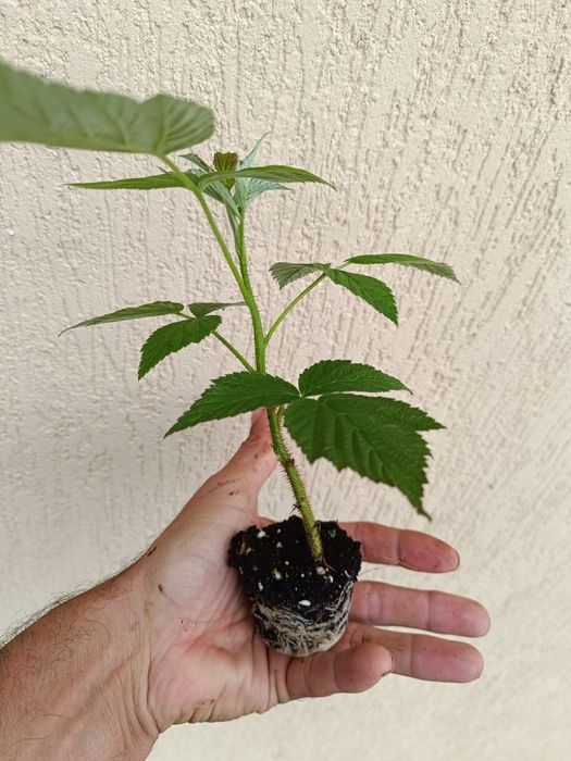 Целогодишни и сезонни ягоди + малини Люлин – пикиран разсад