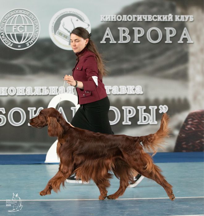 Ирландский сеттер для вязки