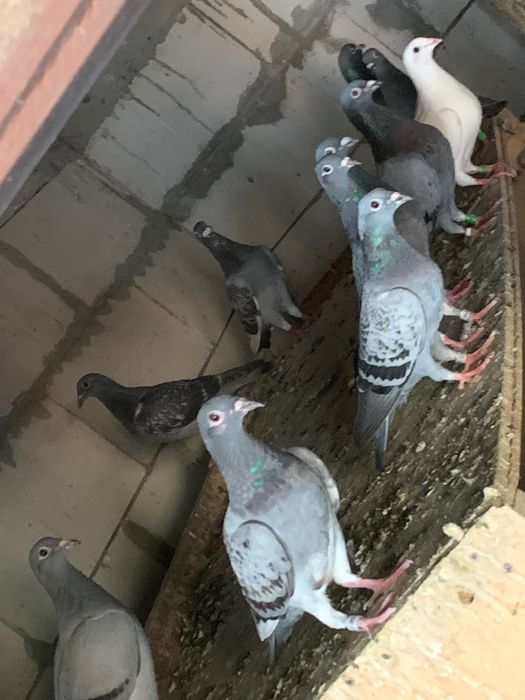 Voiajori sport de vanzare