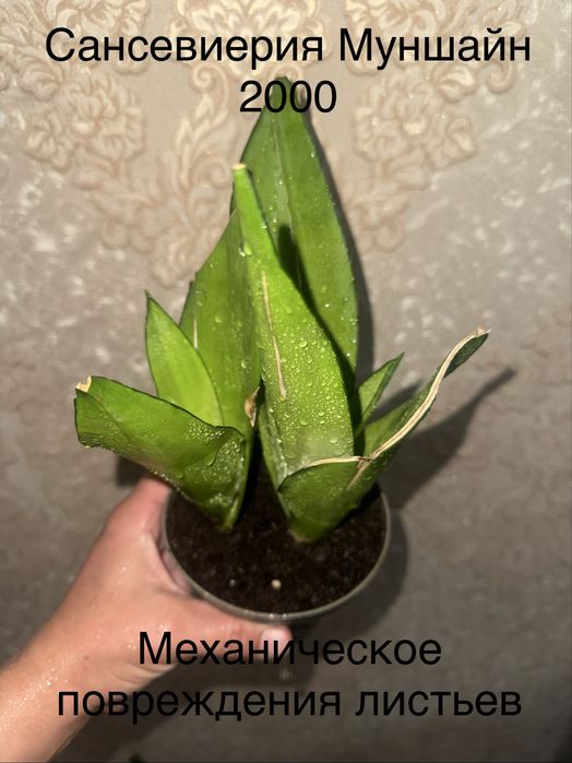 Сансевиерии продам
