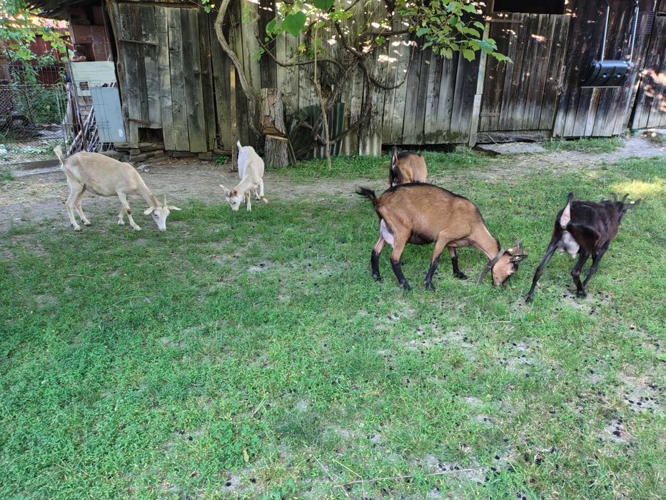 Capre tinere de vânzare
