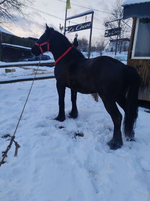 Cai de vanzare se vand inhamati