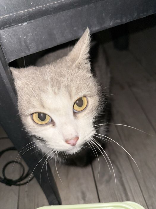 Отдам кошку в добрые руки