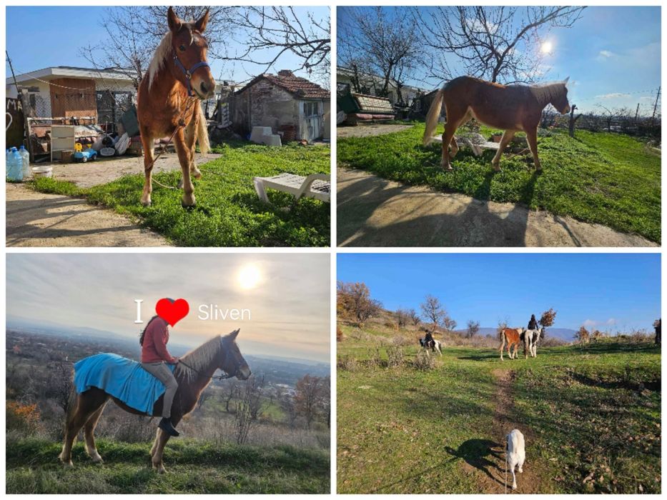 Кон, млада ездитна  кобила