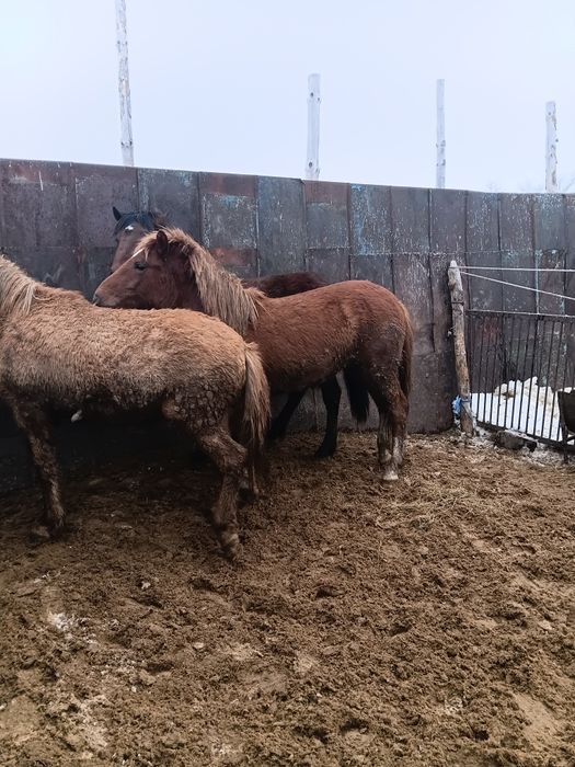 Продам откормленых лошадей