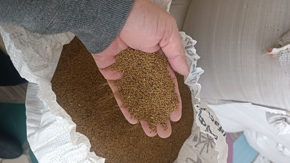 Жоңыршқа ұрығы сатылады.