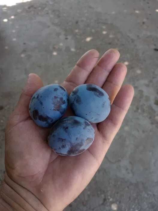 Vand Prune si Caise Pentru Tuica