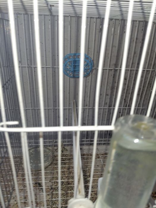 Продаются канарейки