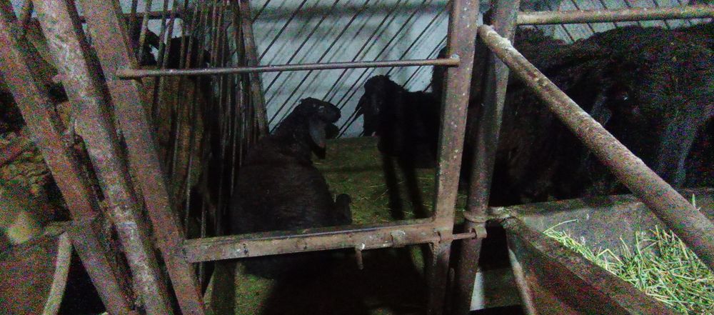 Тоқты қошқар бар