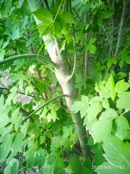 Ясин, Каталпа, Каштан, Клён кўчатлари